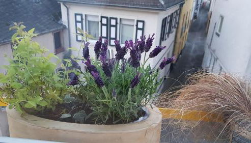 Haus Alfina - Foto 4