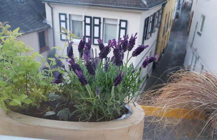 Haus Alfina - Foto 4