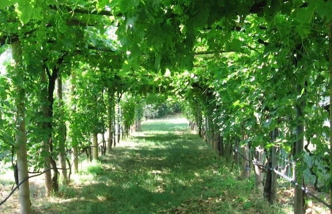 Agriturismo Podere Ficareto - Foto 72