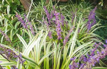 Olive Lemon Biophilic House & Lush Forest Garden - Foto 45