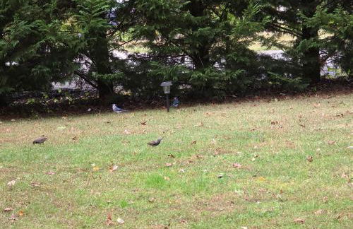 Private Garden Suite in Bayshore - Foto 25