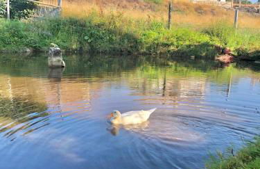Casa da Quinta da Prelada Simão partie basse - Foto 8