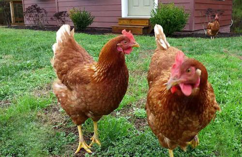 Serene Tiny House with a Big Charm for Glamping in Virginia - Photo 30