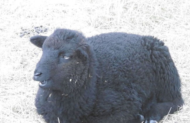 "sandpiper" on Rugen - Foto 14