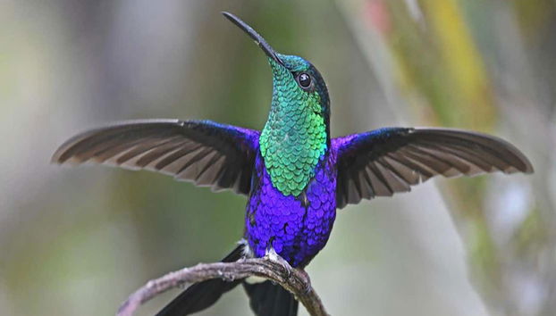 Podemos avistar aves endêmicas da região