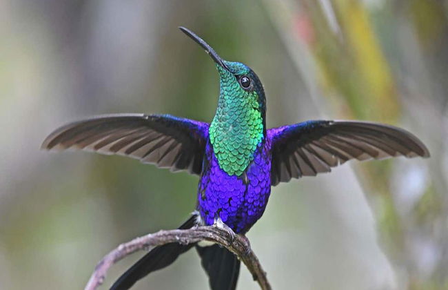 Farallones de Cali & El Topacio Day Trip - Foto 8