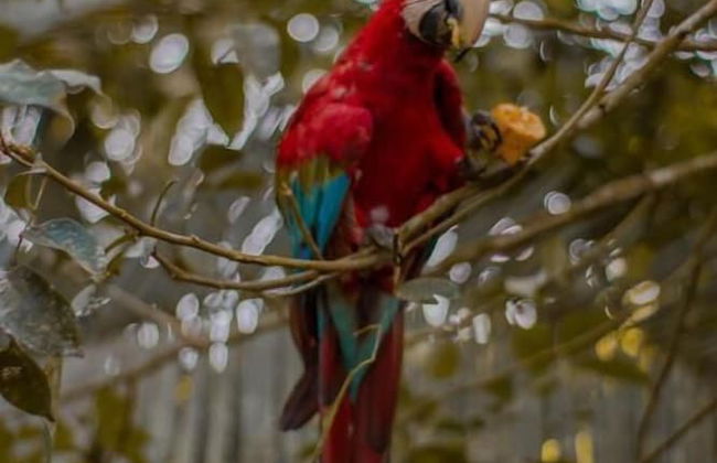 Tronco Tambopata Adventure - Photo 45