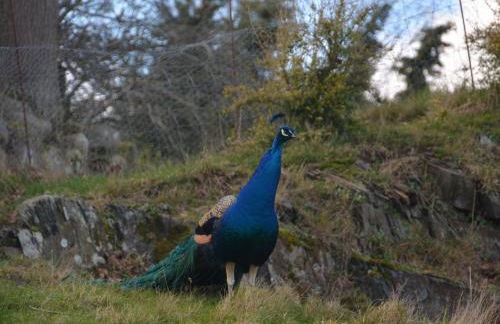 2 Bed in Tyn-y-Groes 42573 - Foto 19