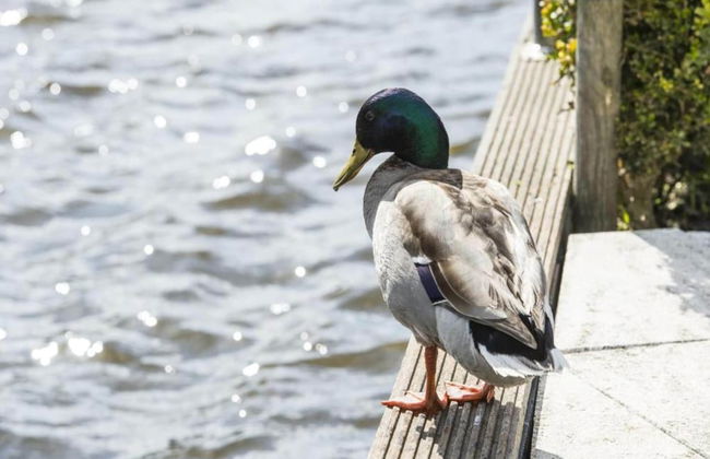 Waterfront Family Retreat - Foto 30