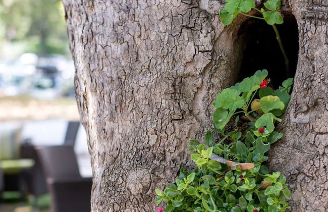 Hotel Ifigenia - Foto 31