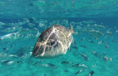 Villetta Brunetti, Sant'Elmo Costa Rei - Foto 31