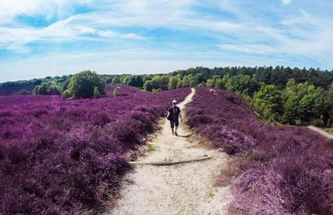 Bungalow in Veluwe Near Harderwijk - Photo 29