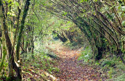 Uk45541-Old Stable Cottage - Foto 42
