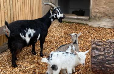 Ferienwohnungen Zeller - Foto 33