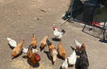 Agriturismo Tenute di Hera - Via Francigena - Foto 20