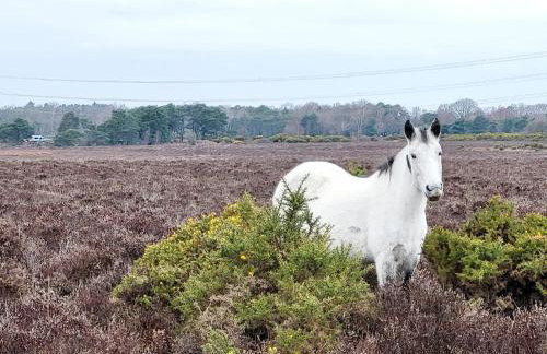 In the heart of the new forest - Foto 9