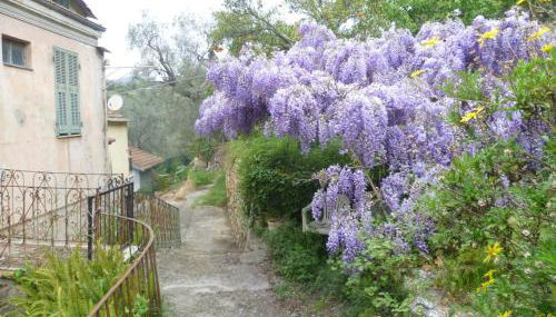 Ligurisches Rustico, umgeben von Olivenhainen am Dorfrand - Foto 5
