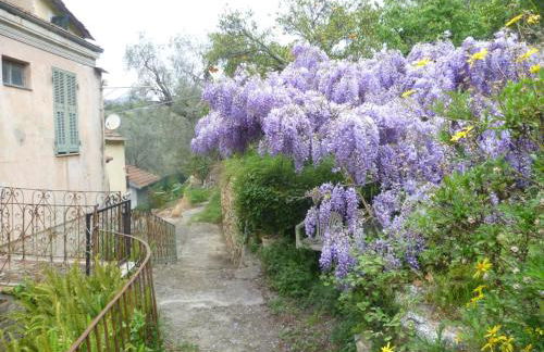 Ligurisches Rustico, umgeben von Olivenhainen am Dorfrand - Foto 5