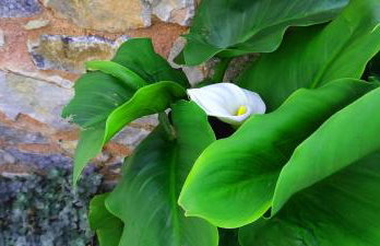 Traditional stone house in Kefalas-Sea view - Photo 44