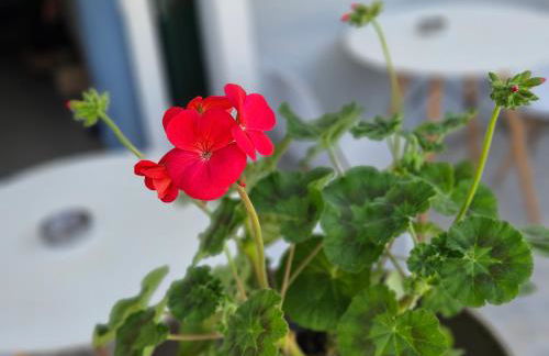 IPSOS SUPERIOR APARTMENTS - Foto 28