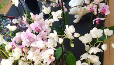 Lyon 4e Croix Rousse Maison complète Jardin - Photo 3