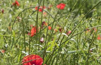 Alloggio vocabolo San Sebastiano - Foto 6