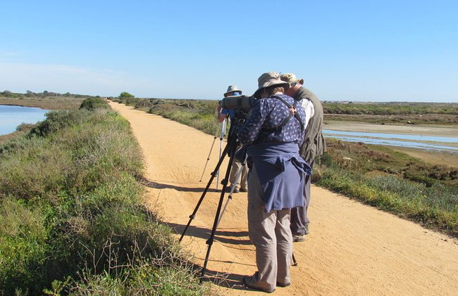 Medio día de observación de aves alrededor de Faro - Foto 1