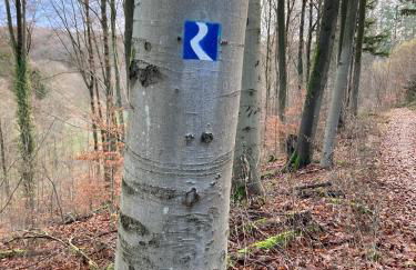 Rheintal-Wald-und Weitsicht - Foto 13