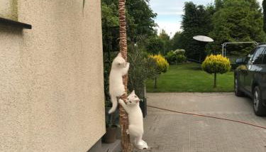 Agroturystyka nad stawami - Foto 5, Garden view