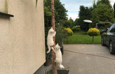 Agroturystyka nad stawami - Foto 5