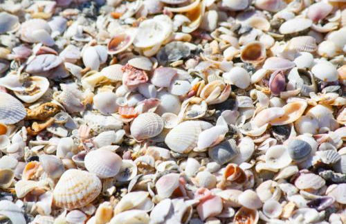 204 - Royal Orleans - Foto 50