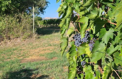 Montepulciano - La Casetta del Pian delle Noci - Foto 47