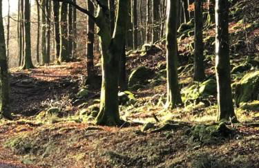 Holly Blue - Cosy wooden lodge Kippford - Photo 17