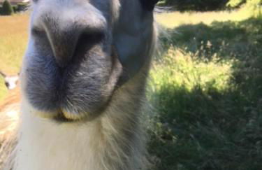 The Horse Barn - Foto 10