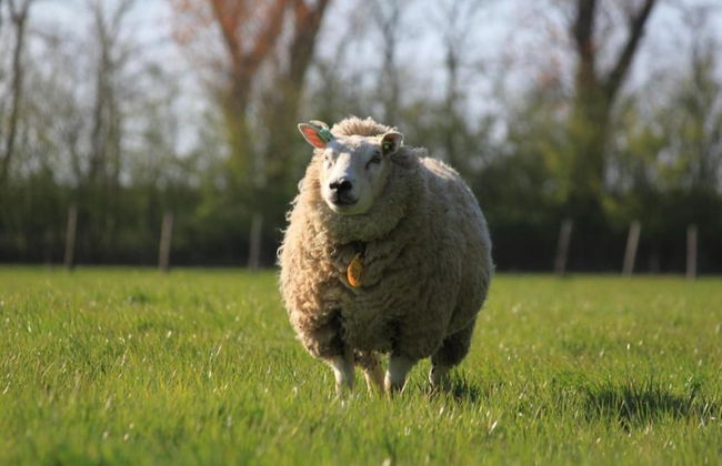 Cozy Villa with Garden near Wadden Sea - Foto 28