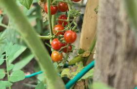 E s s e n t i a l Pompei - Foto 11