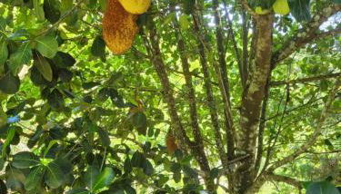 Casa aconchegante em lugar lindo e cheio de Paz - Foto 5, Garden