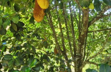 Casa aconchegante em lugar lindo e cheio de Paz - Foto 5