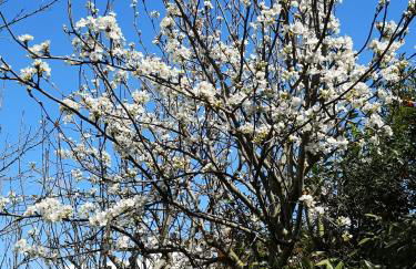 Appartamento in Villa con giardino vicino al mare - Foto 17