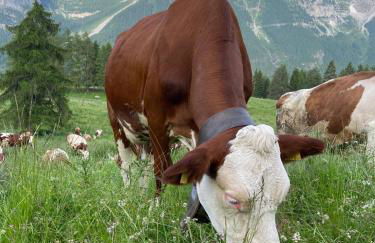 Dream Folgarida vicino alle piste da sci - Photo 14