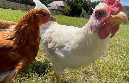 The Bearded Goat Den - A rural retreat at this modern holiday cottage - Foto 24