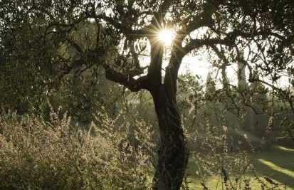 Tenuta Santo Pietro - Foto 100