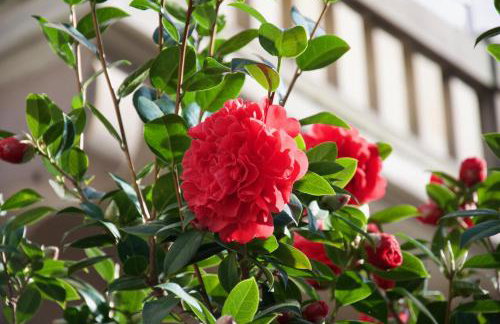 Appartement 3 pièces, Krutenau, Parking privé - Foto 7