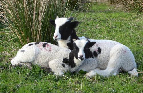 Rhydgaled - Photo 11