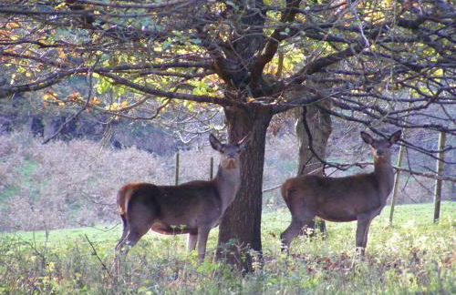 Barton Cottage - Foto 41