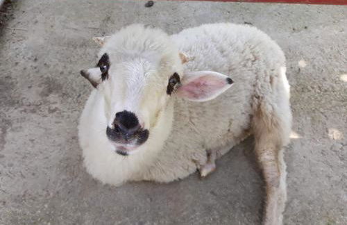 Cosy Arnaya Domaine et Grande Piscine - 1 hectare - Foto 35