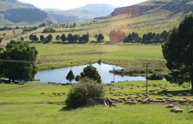 Groenhoek Game and Guest Farms - Foto 56