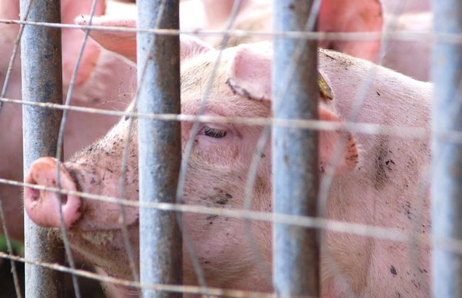 Agriturismo Il Giogo - Photo 14