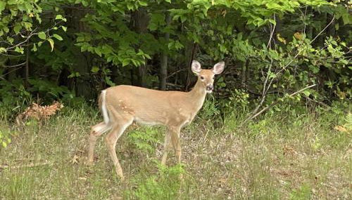 South Village 7 - Foto 3