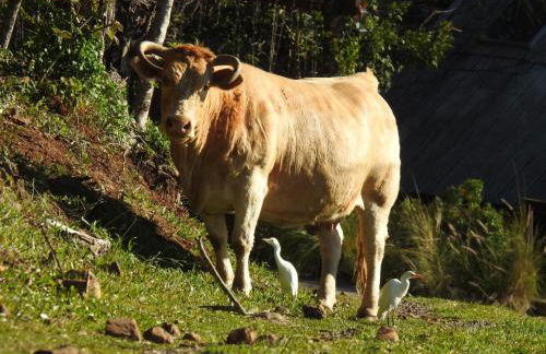 Cabana nas Nuvens - Foto 18